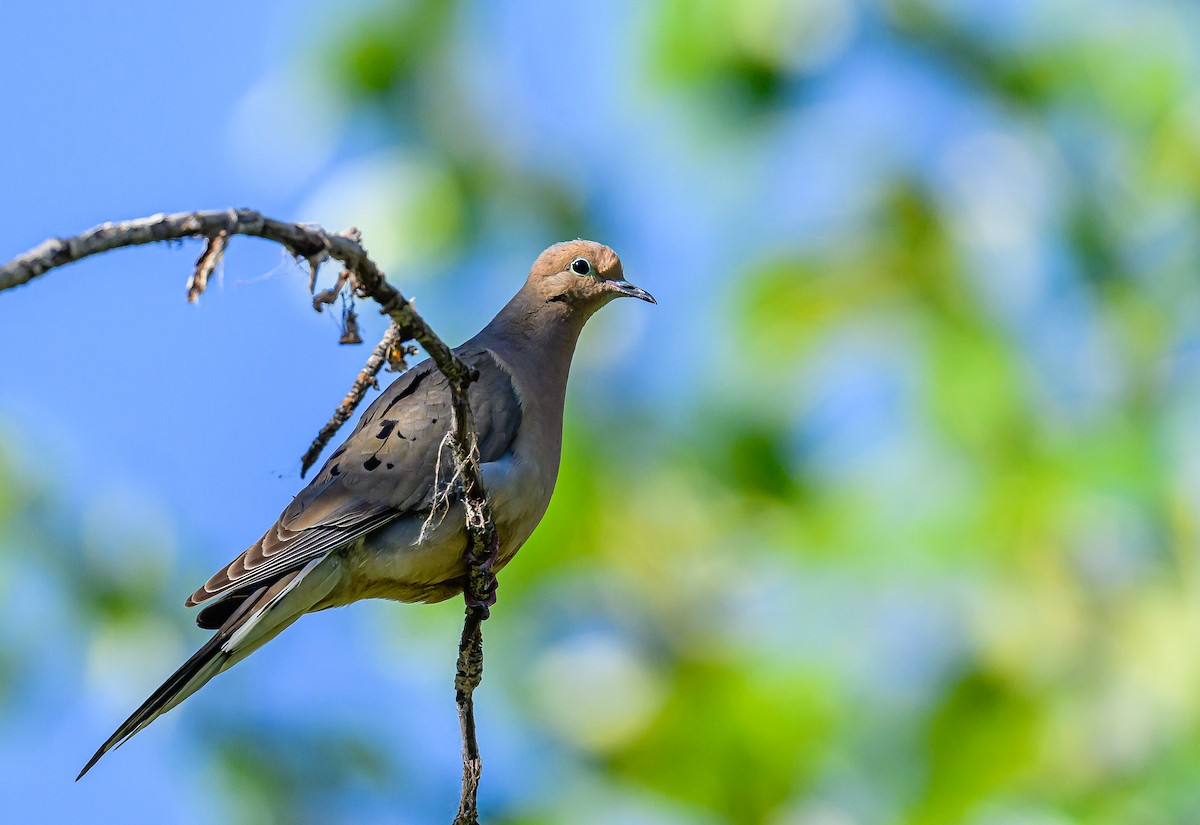 Mourning Dove - ML620662888