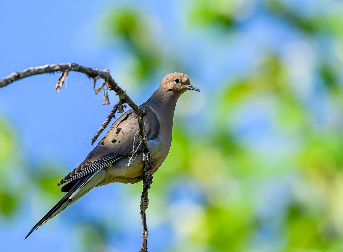 Mourning Dove - ML620662889