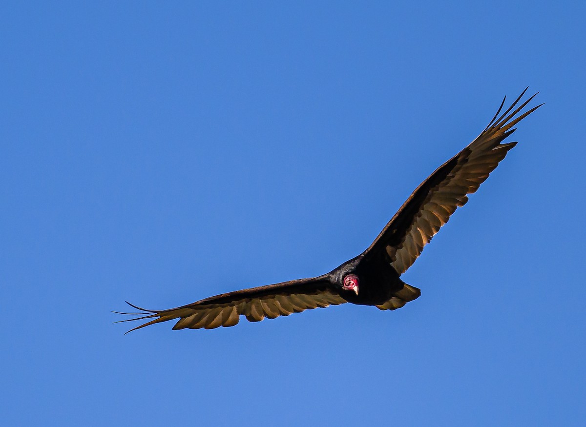 Turkey Vulture - ML620662891