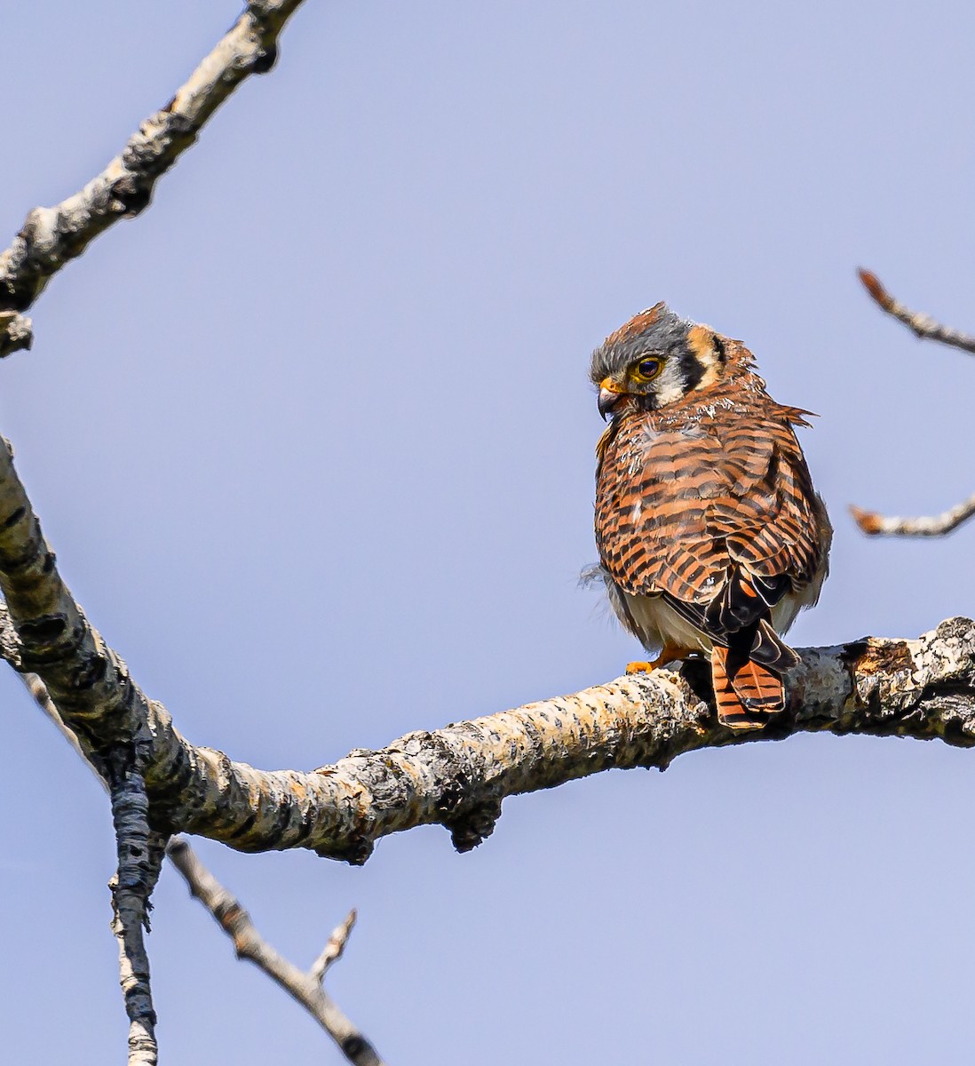 American Kestrel - ML620662894