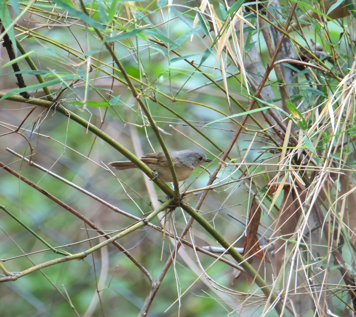 Brown-cheeked Fulvetta - ML620662900