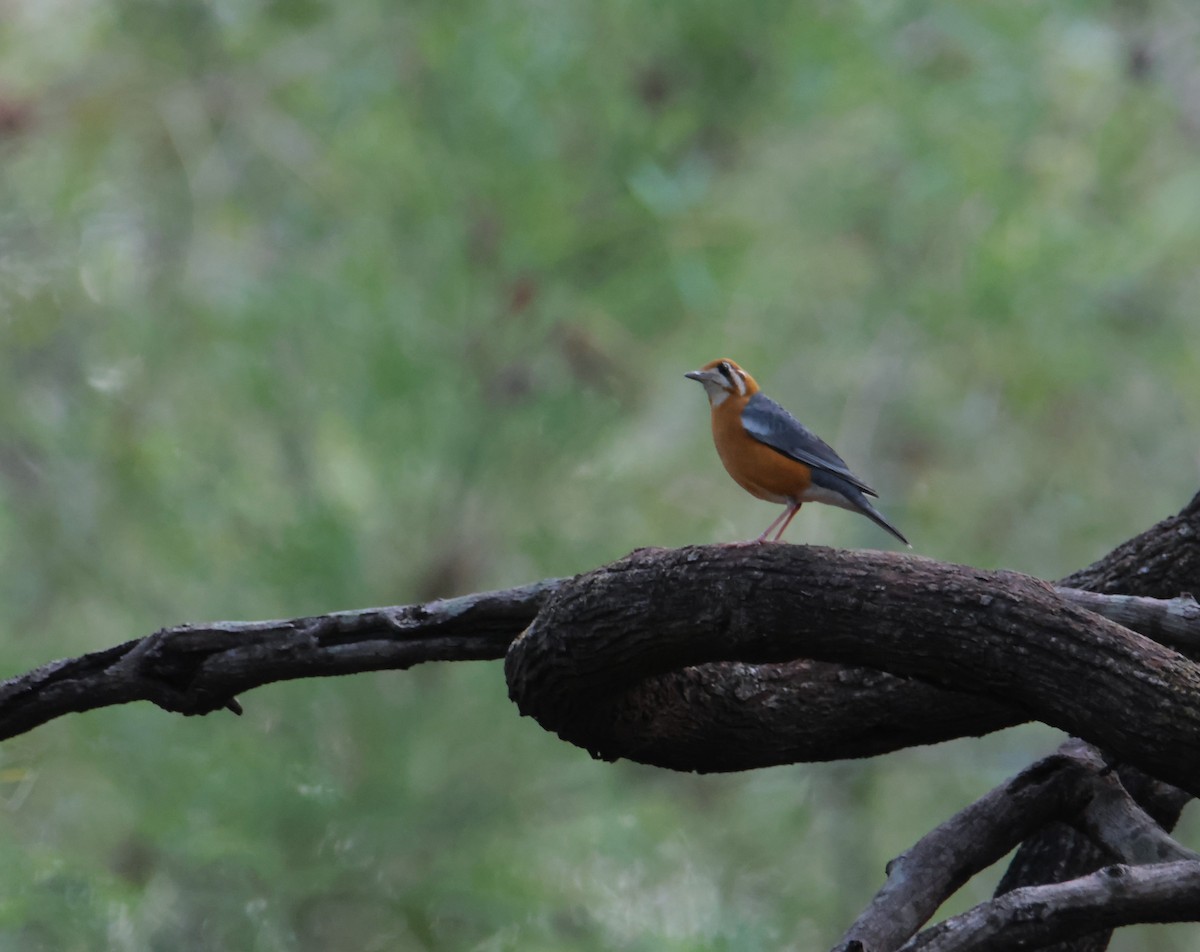 Orange-headed Thrush - ML620662906