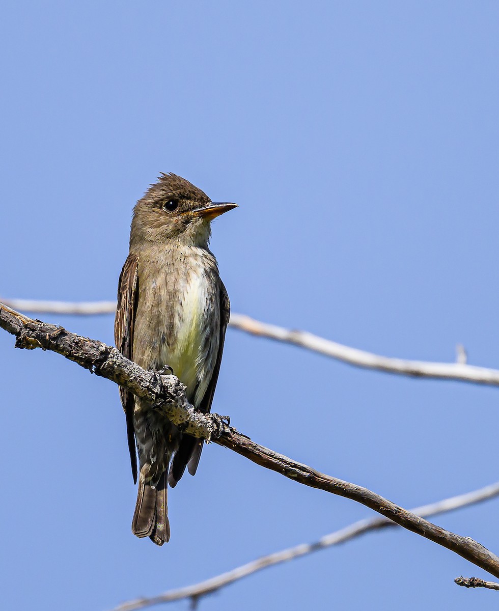 Olive-sided Flycatcher - ML620662908