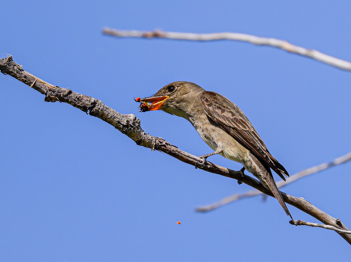 Olive-sided Flycatcher - ML620662916