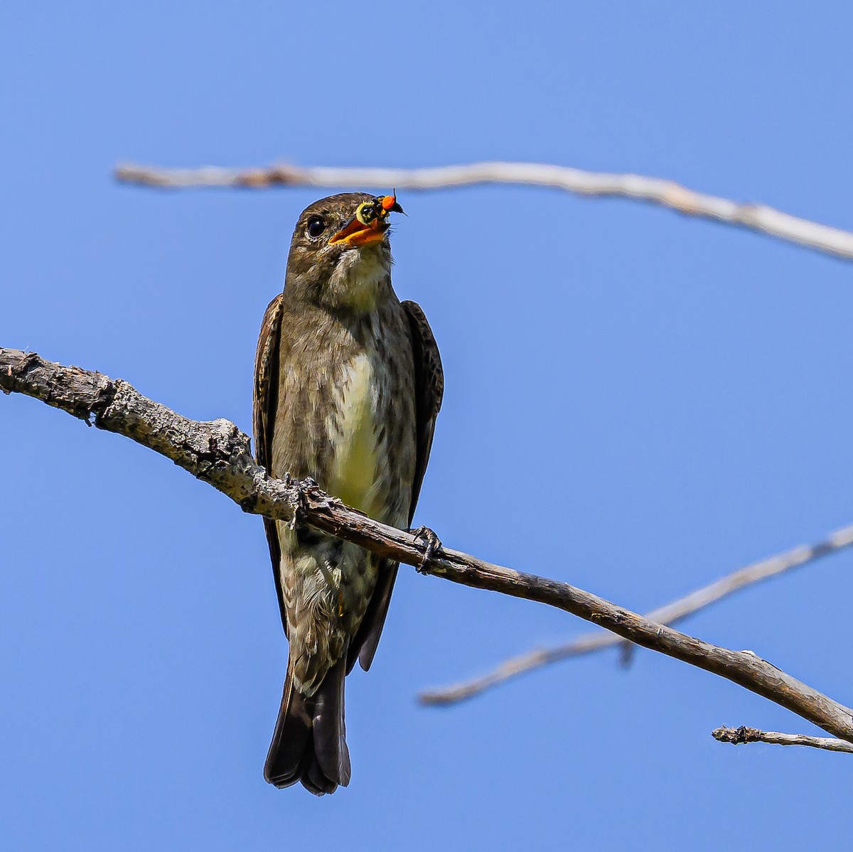 Olive-sided Flycatcher - ML620662918