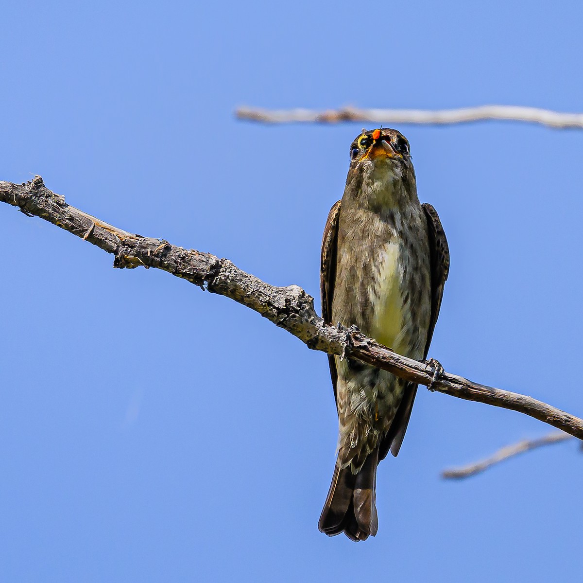 Olive-sided Flycatcher - ML620662919