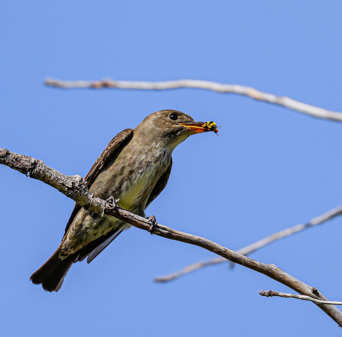 Olive-sided Flycatcher - ML620662921