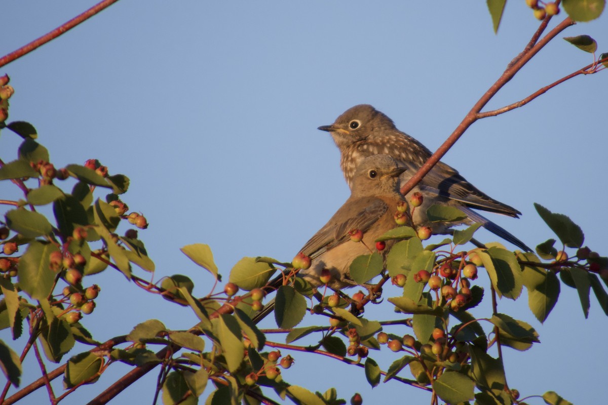 Western Bluebird - ML620662937