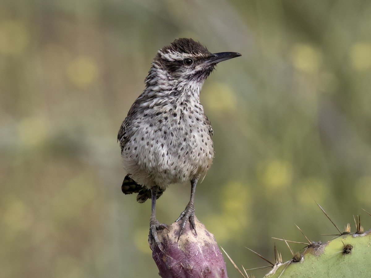 Cactus Wren - ML620662939