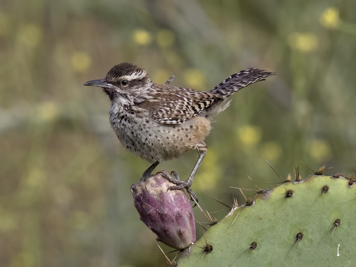 Troglodyte des cactus - ML620662942