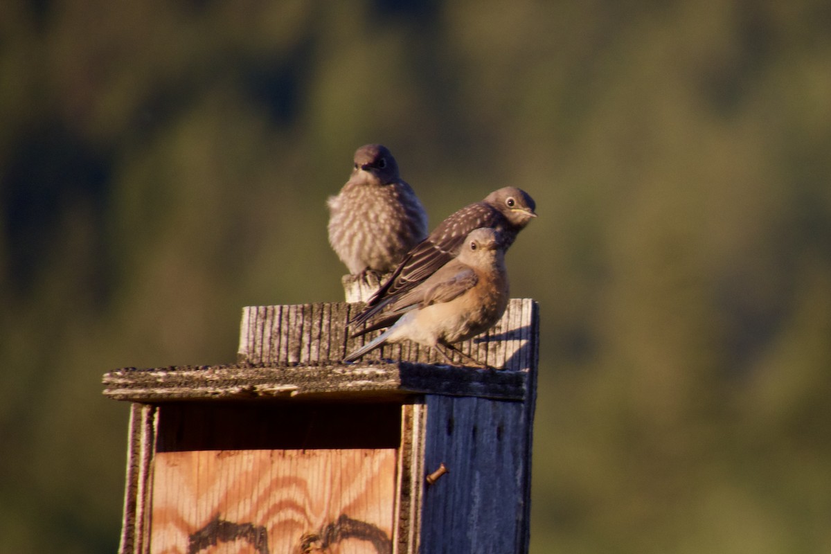 Western Bluebird - ML620662948