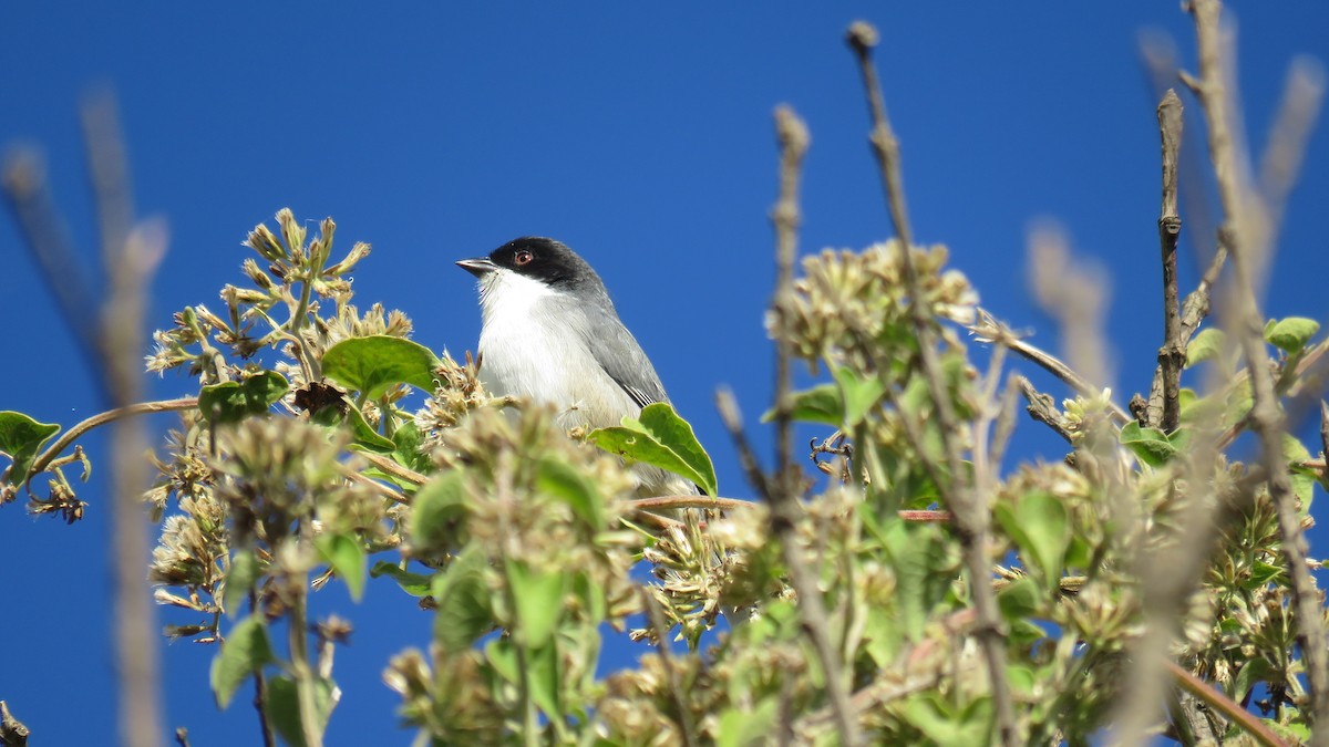 Black-capped Warbling Finch - ML620662950