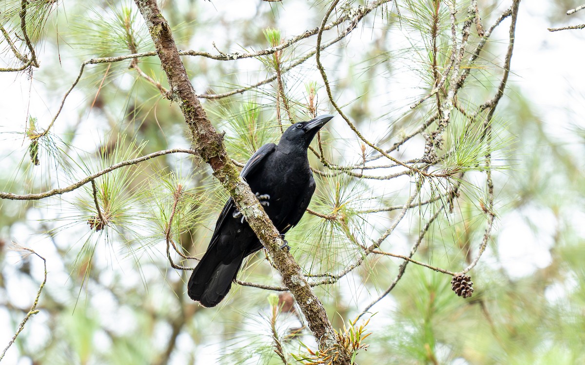 Large-billed Crow - ML620662951