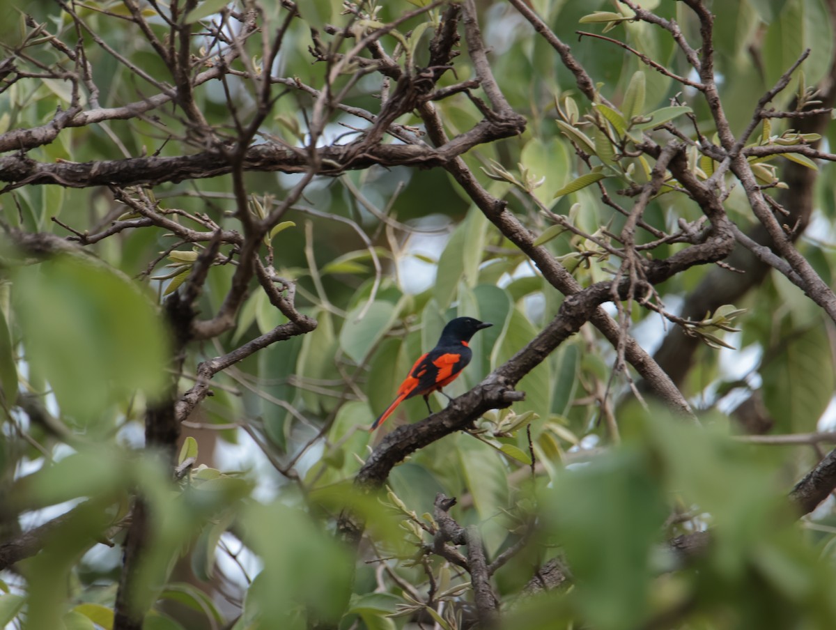 Scarlet Minivet - ML620662953