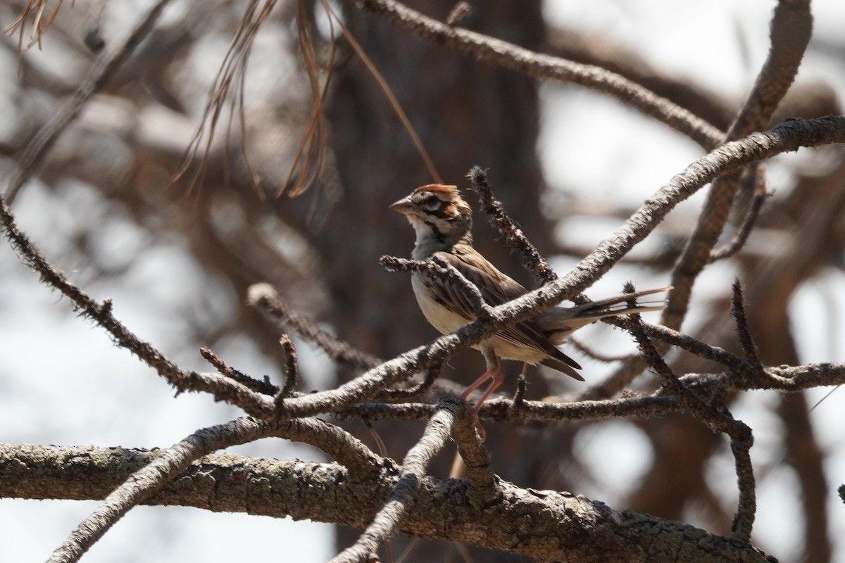 Lark Sparrow - ML620662966