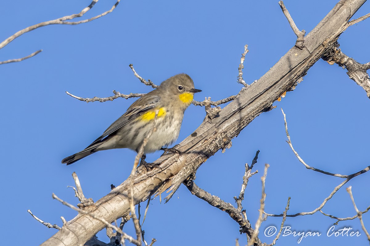 Yellow-rumped Warbler (Audubon's) - ML620662967