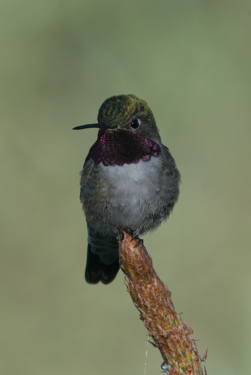 Broad-tailed Hummingbird - ML620662988