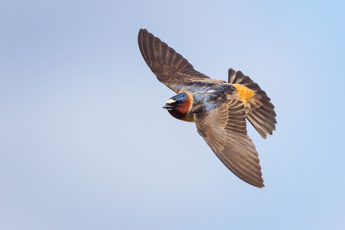 Cliff Swallow - ML620662997