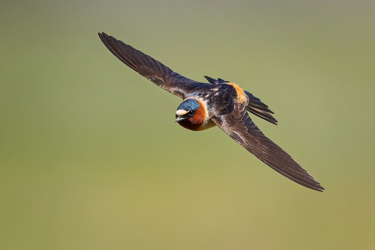 Cliff Swallow - Jeff Dyck