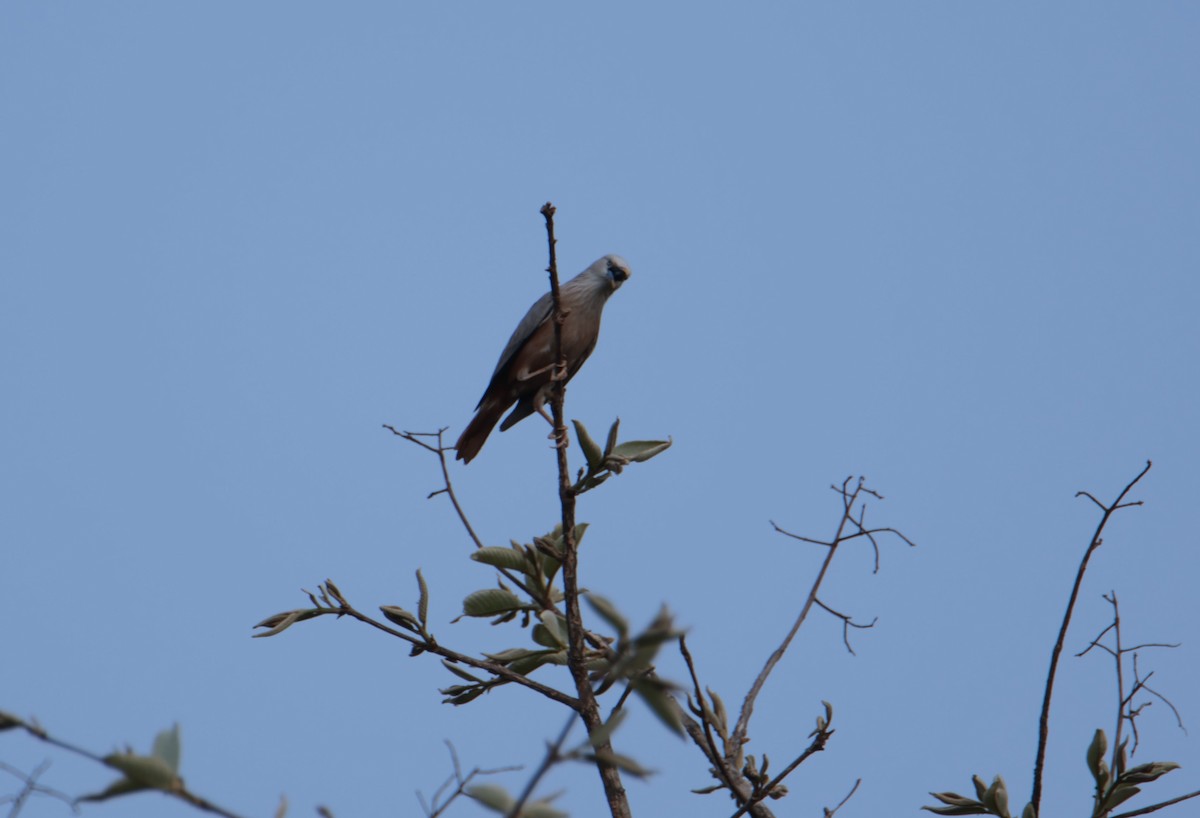 Chestnut-tailed Starling - ML620663006
