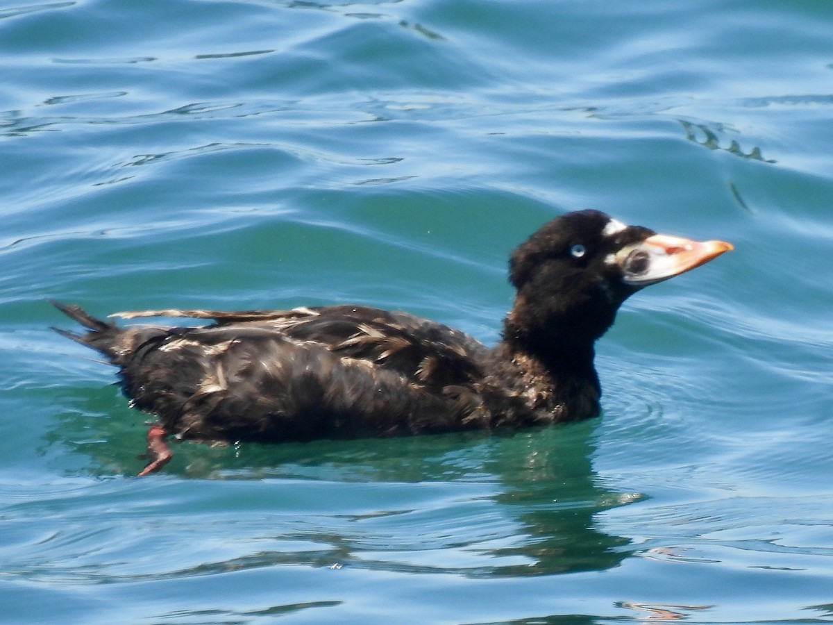 Surf Scoter - ML620663007