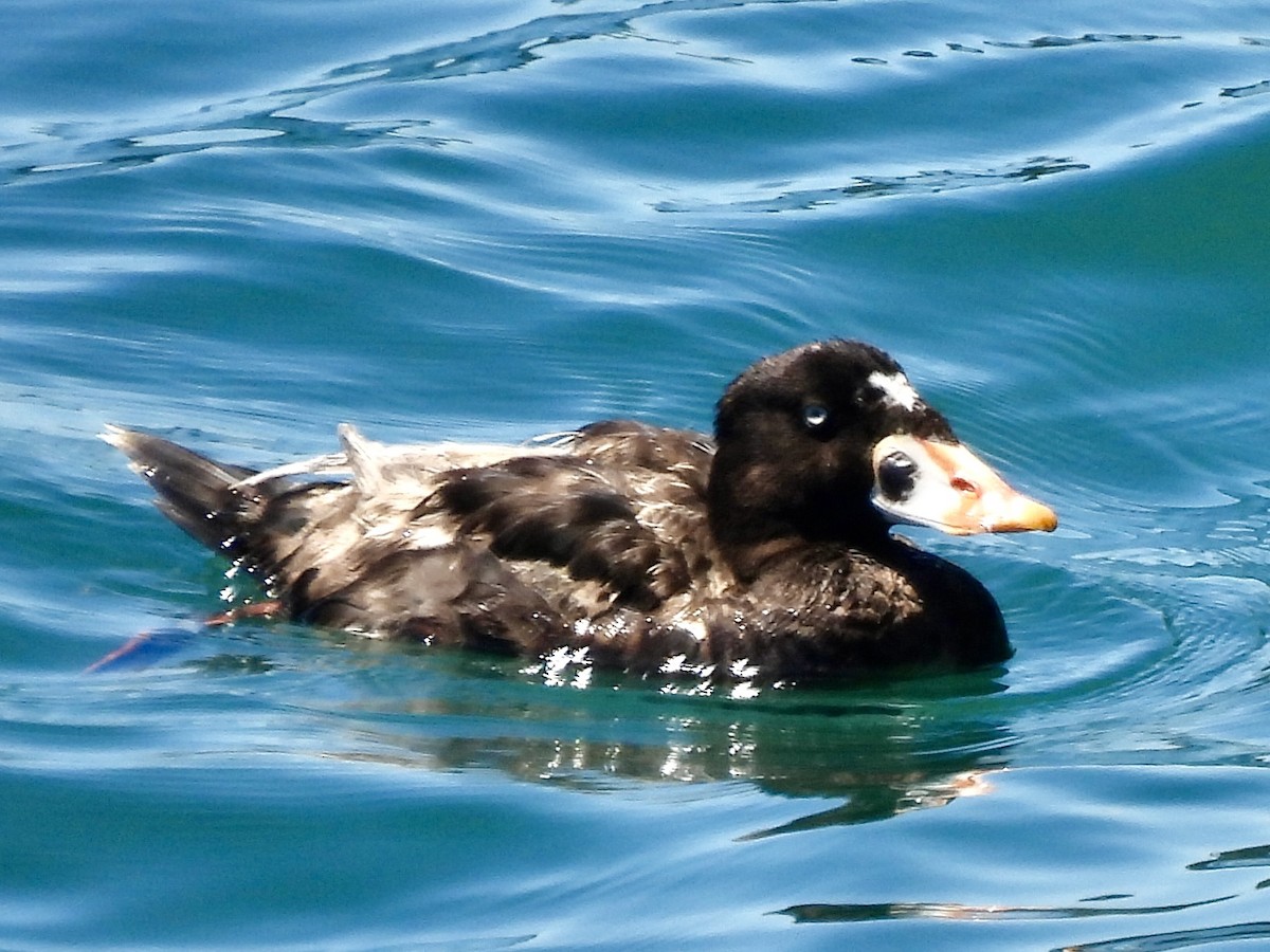 Surf Scoter - ML620663008