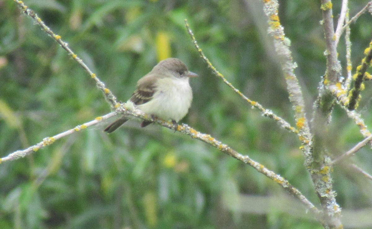 Willow Flycatcher - ML620663010