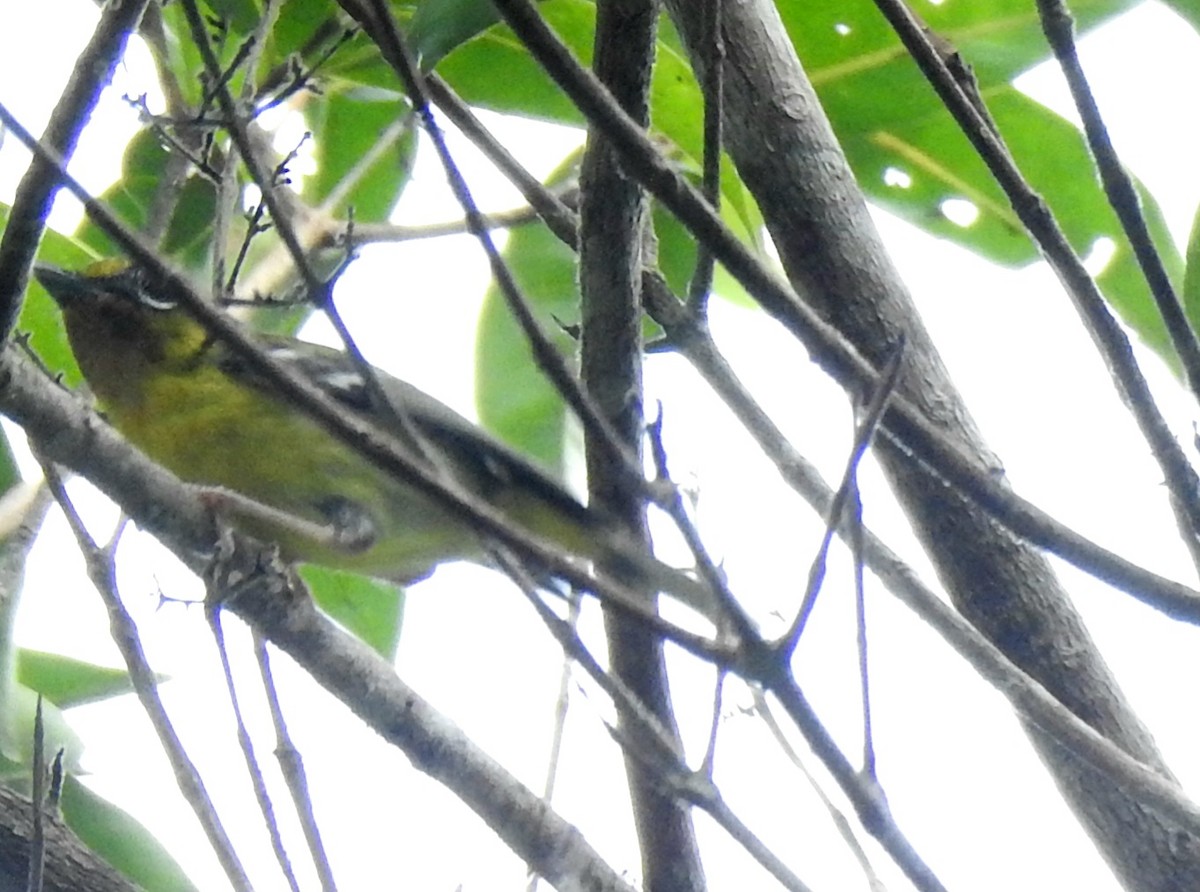 Black-eared Shrike-Babbler - ML620663011