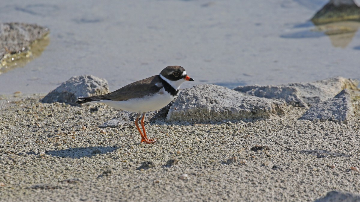 Semipalmated Plover - ML620663013