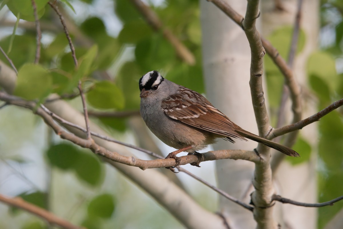 White-crowned Sparrow - ML620663031