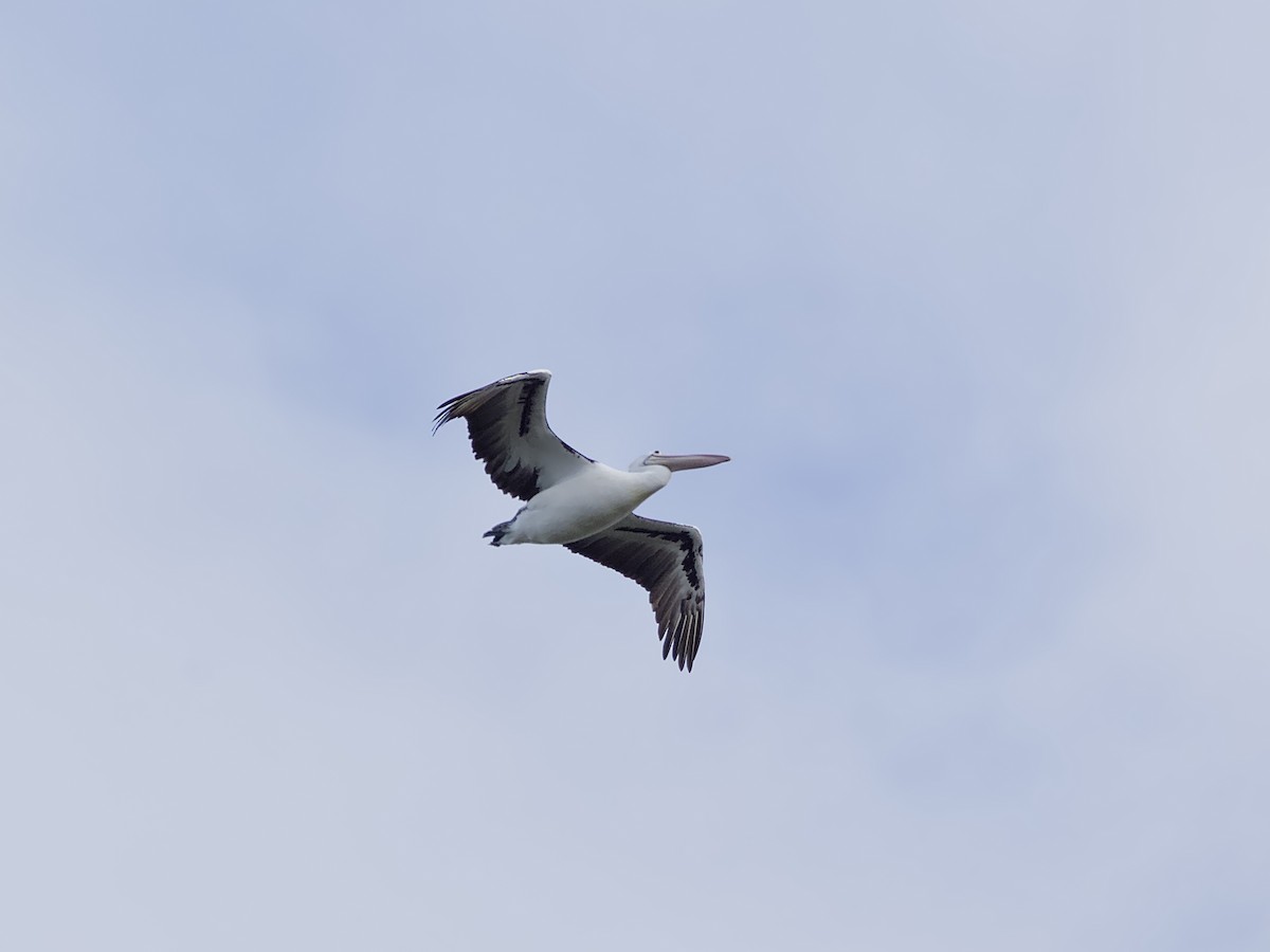pelikán australský - ML620663035