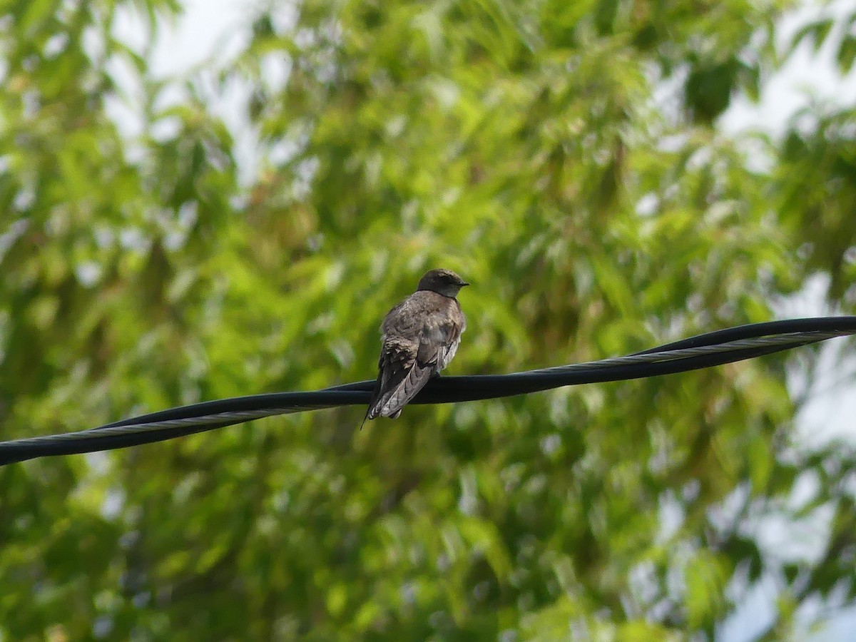 Northern Rough-winged Swallow - ML620663039