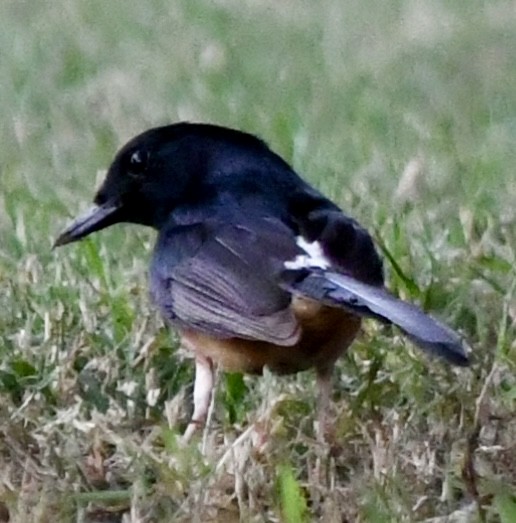 White-rumped Shama - ML620663043