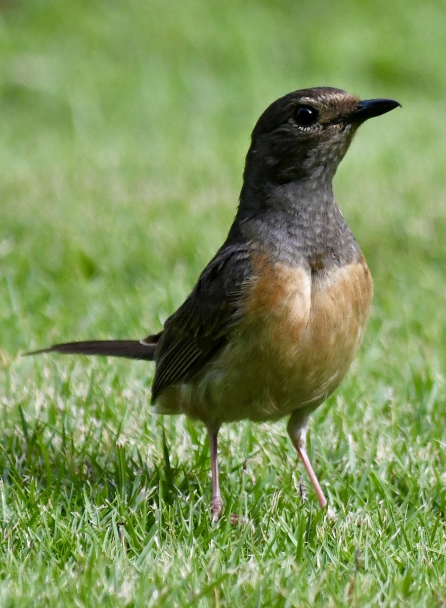 White-rumped Shama - ML620663045