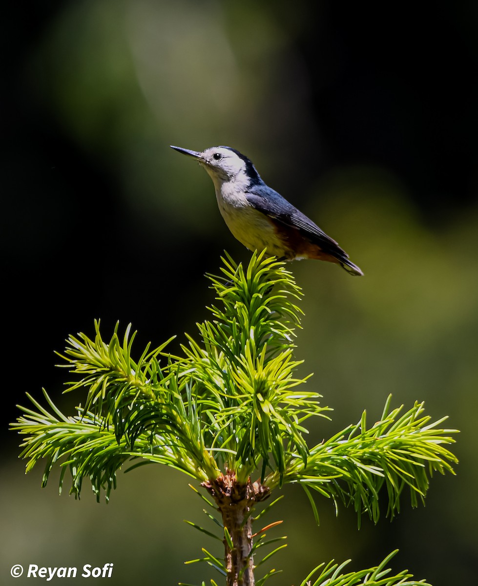 White-cheeked Nuthatch - ML620663048