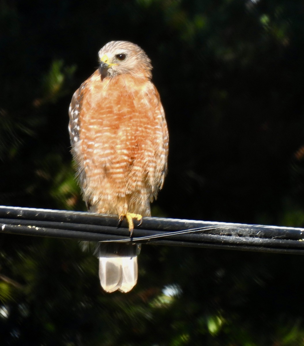 Red-shouldered Hawk - ML620663051