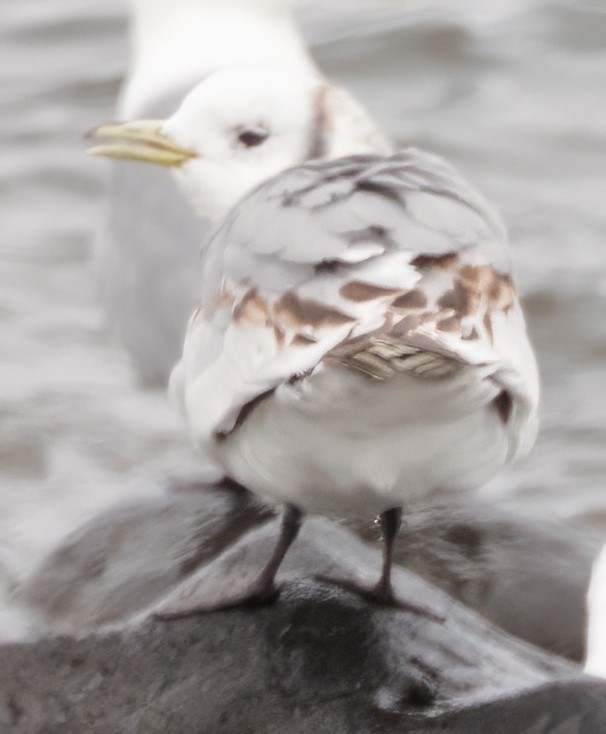 Mouette tridactyle - ML620663062