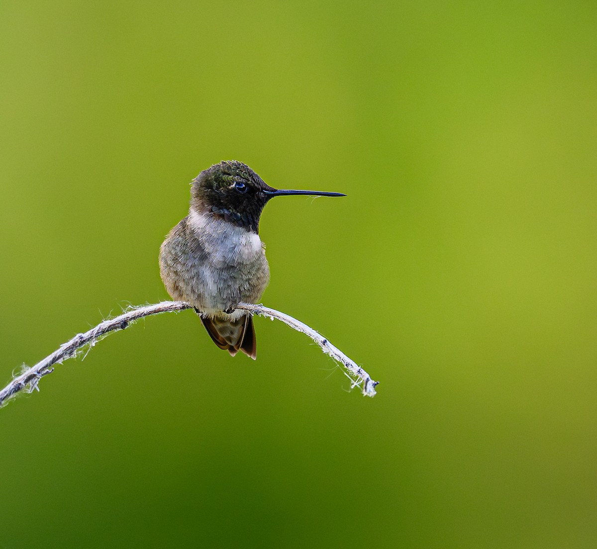 Black-chinned Hummingbird - ML620663081