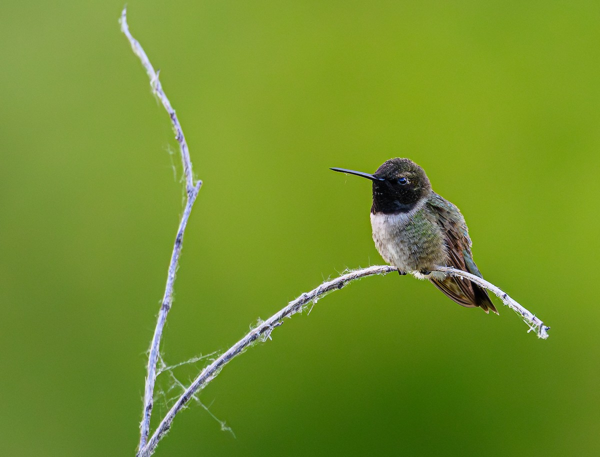 Black-chinned Hummingbird - ML620663082