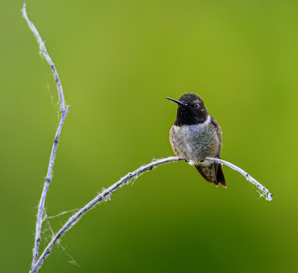 Black-chinned Hummingbird - ML620663083