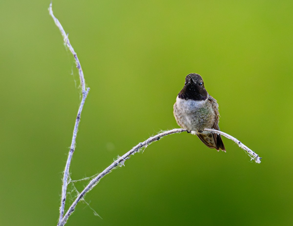 Black-chinned Hummingbird - ML620663085