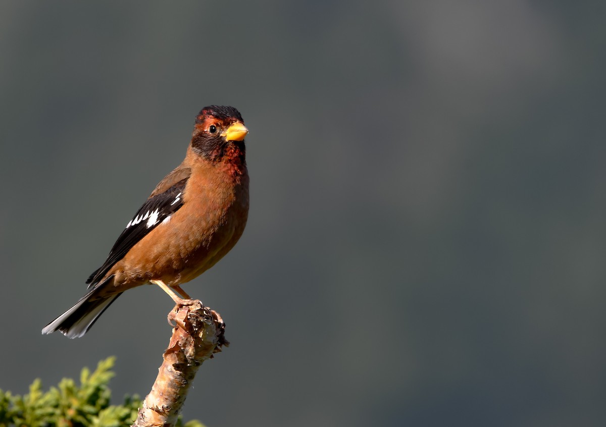 Spectacled Finch - ML620663092