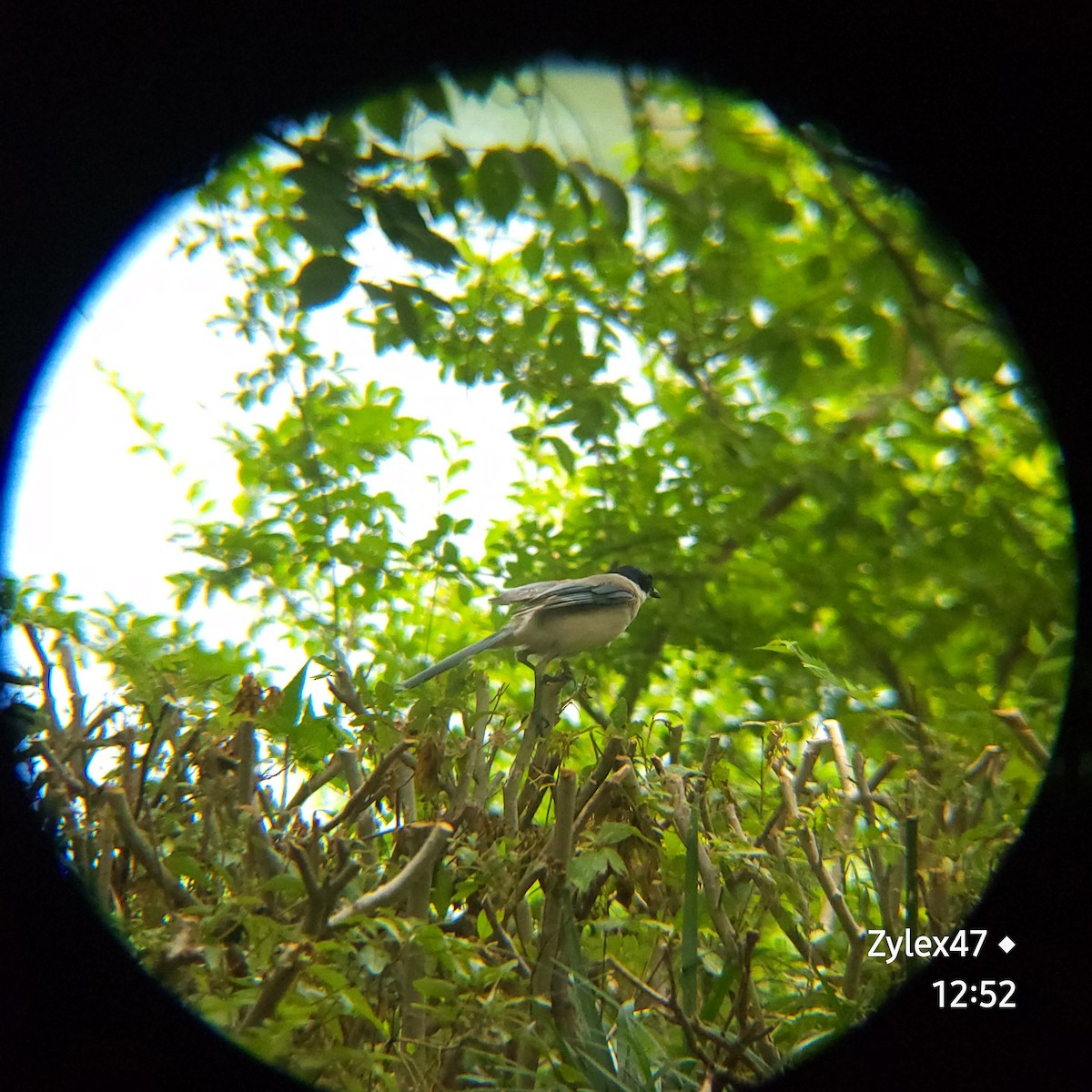 Azure-winged Magpie - ML620663099