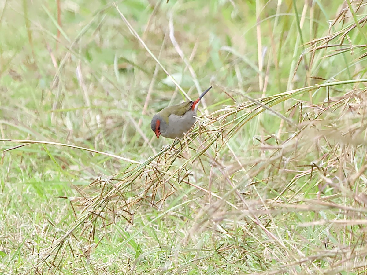 Red-browed Firetail - ML620663104