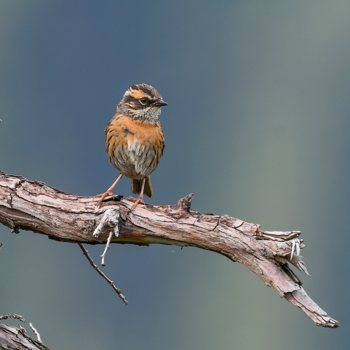 Rufous-breasted Accentor - ML620663124