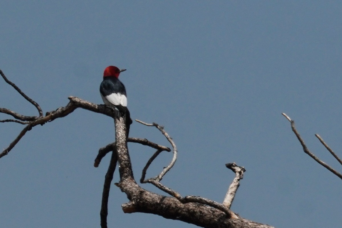 Red-headed Woodpecker - ML620663137