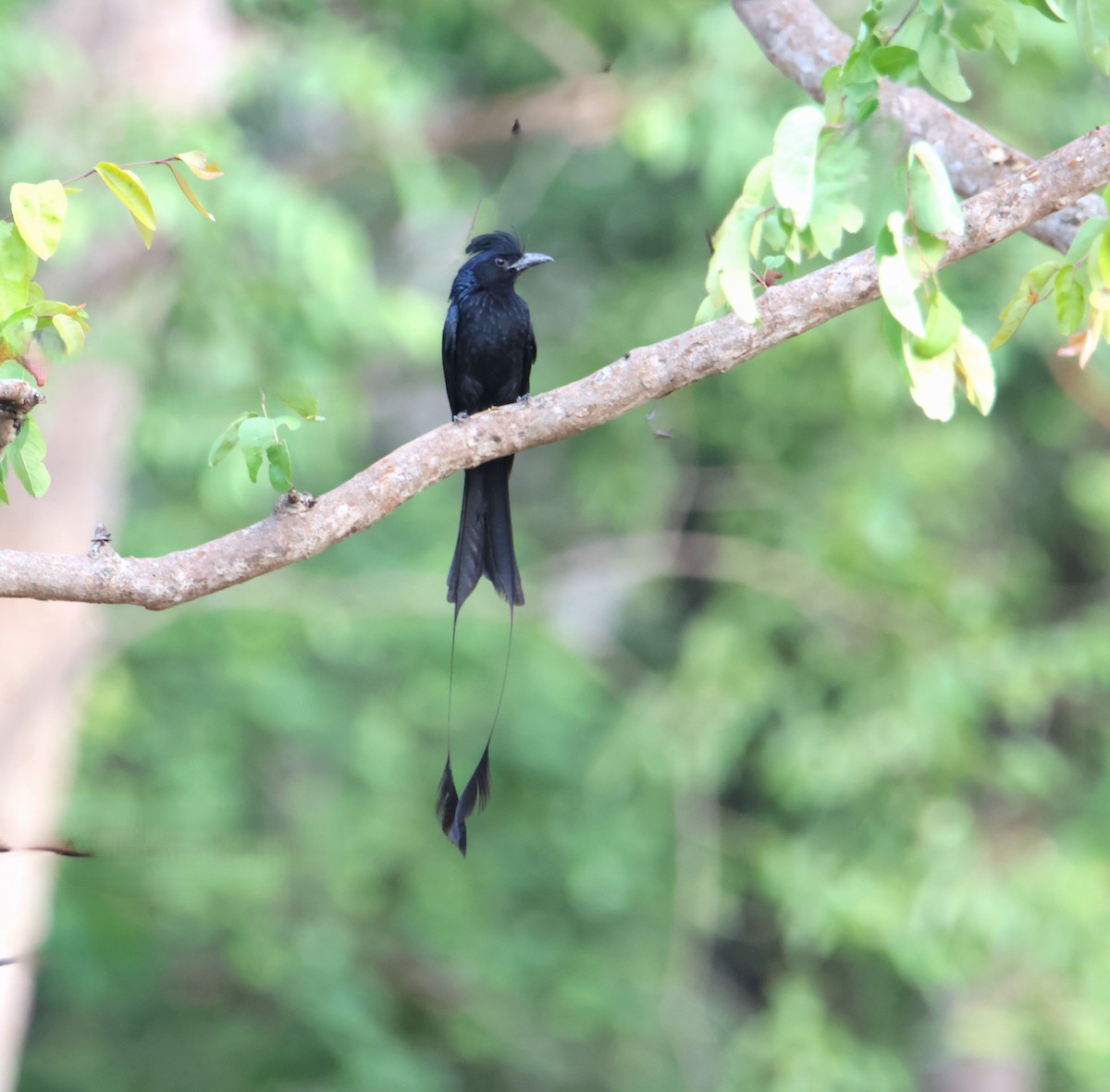 Greater Racket-tailed Drongo - ML620663151