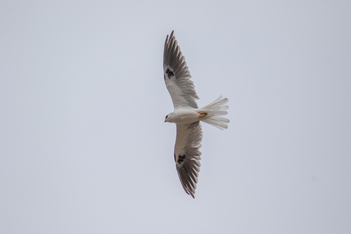 White-tailed Kite - ML620663159