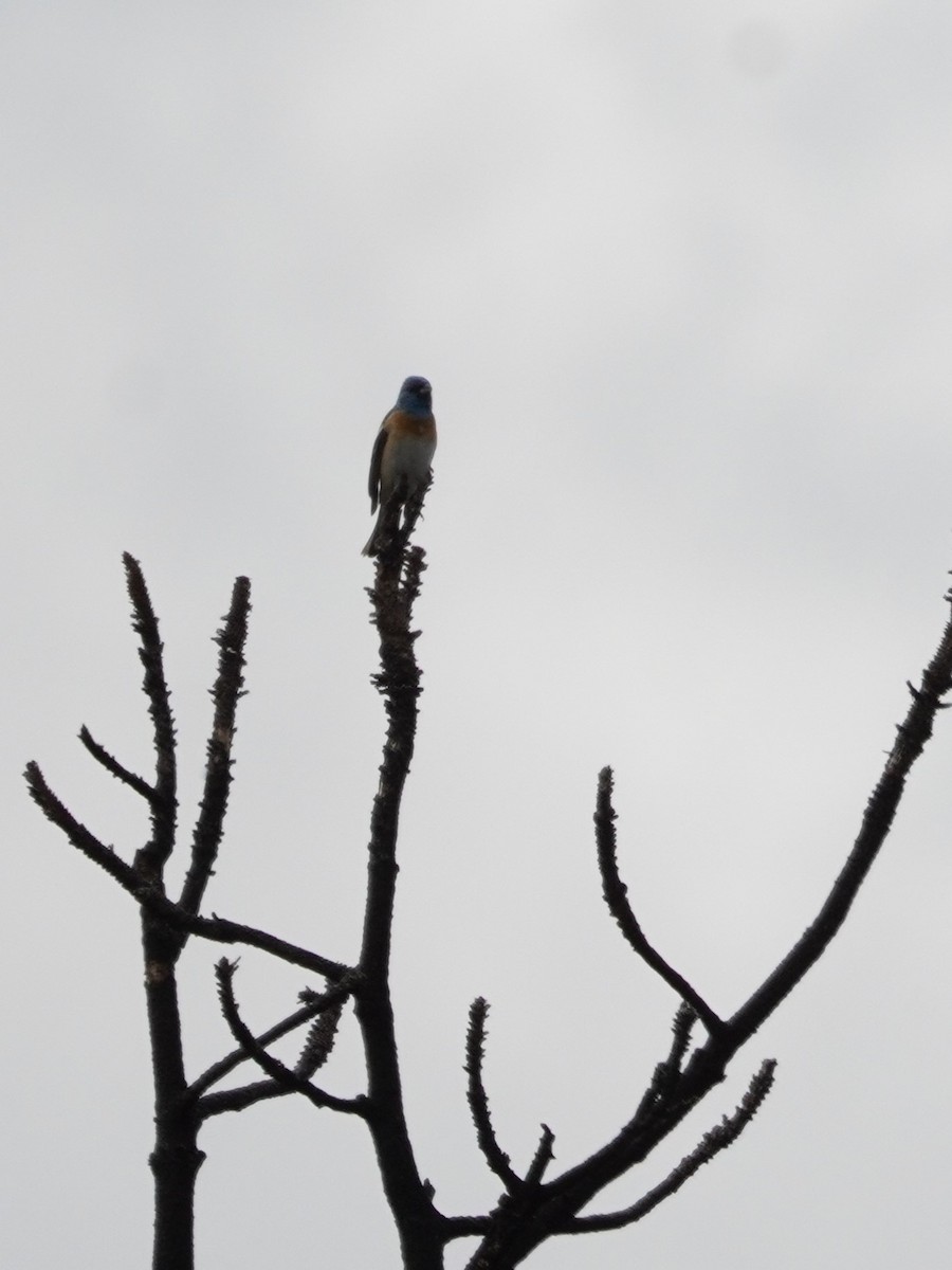 Lazuli Bunting - ML620663162