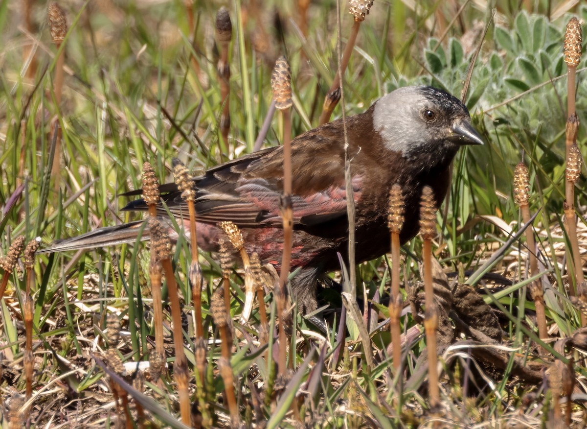 Gray-crowned Rosy-Finch (Pribilof Is.) - ML620663167